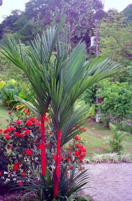 ️red Palm ️ Red Palm Palm Plants