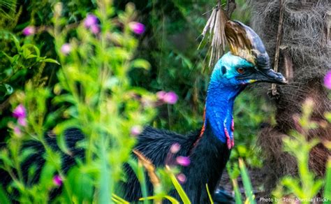 Interesting Facts About Cassowaries Just Fun Facts