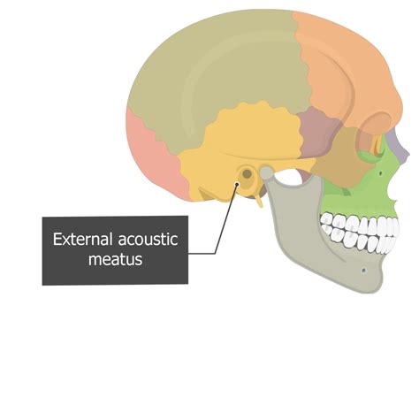 Internal Acoustic Meatus Temporal Bone