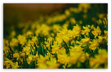 Yellow Daffodils Ultra Hd Desktop Background Wallpaper For