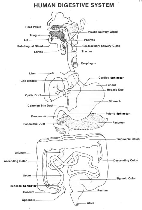 respiratory digestive systems worksheet human anatomy db