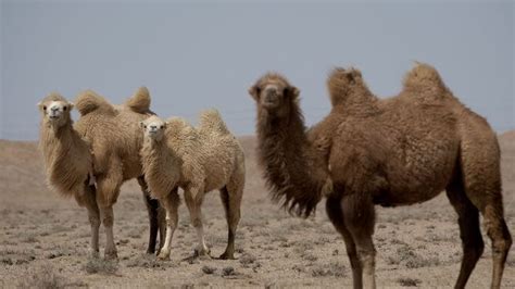 Fotos De Camellos Las Mejores De 2023