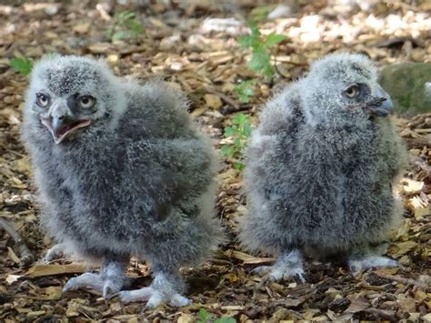 Baby Snowy Owls Zooborns Baby Animals Pictures Baby Owls