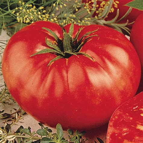 Beefsteak Tomato Gurneys Seed And Nursery Co