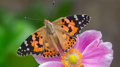 Butterfly Numbers Lowest On Record As Experts Warn Of Perilous State