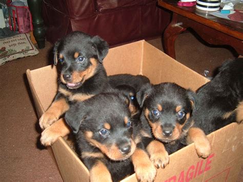 cute puppy dogs rottweiler puppies