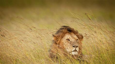 A Lion In Maasai Mara Kenya Bing Gallery