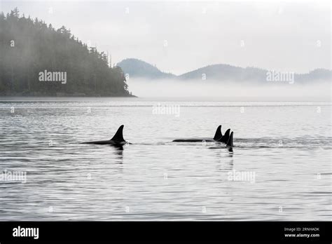 Pod Of Four Orca Orcinus Orca On Whale Watching Tour Telegraph Cove