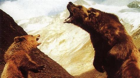 A medve (1988) | Teljes filmadatlap | Mafab.hu
