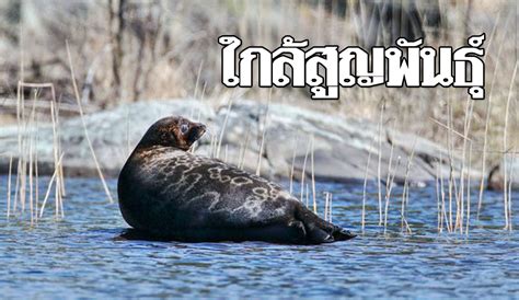 แมวน้ำถูกปล่อยลงสู่ทะเลในเมืองต้าเหลียน มณฑลเหลียวหนิงทางตะวันออกเฉียงเหนือของจีน วันที่ 16 เม.ย. แมวน้ำฟินแลนด์ใกล้สูญพันธุ์ เหลือรอดตามธรรมชาติแค่ 360 ตัว ...