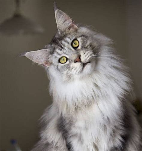 20 Jenis KUCING yang Populer Beserta Harga + Gambar [LENGKAP]
