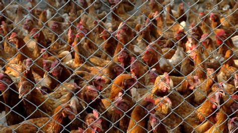 Bird Flu Outbreak Spreads To 27 States Gma