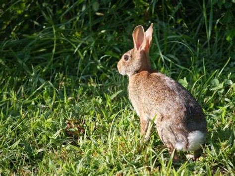 Cottontail Rabbit Deciduous Forest Animals Reptiles Mammals Rabbit