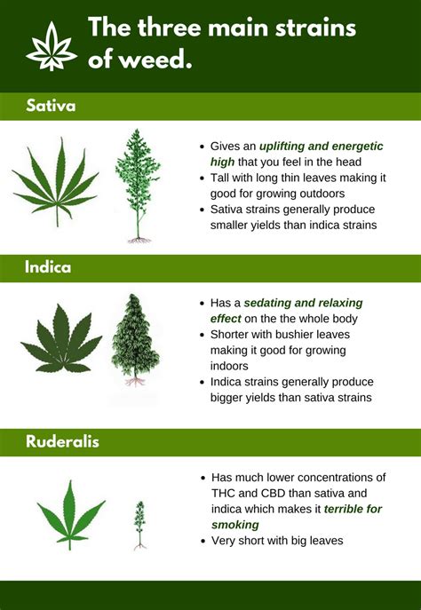 The Different Types Of Weed