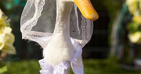 Dressed Up Ducks Australian Fashion Parade For Ducks Is Guaranteed To