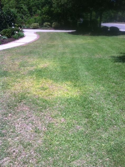 Yellow Spots In Lawn Lawn Care Forum