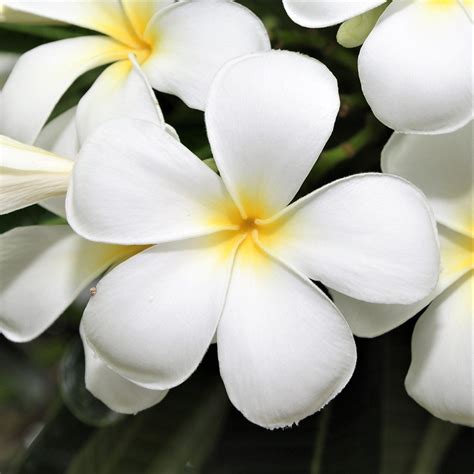 Fragrant White Potted Plumeria Plants For Sale Select White Easy To