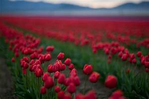 Red, Color, In, Nature, Photo, Contest, Winners, Blog
