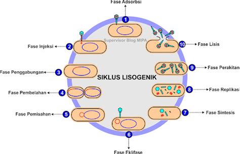 Apa Itu Siklus Lisogenik Konsep Tahapan Dan Informasi Lainnya