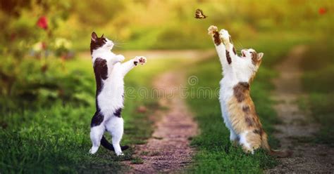 Two Cats Walking In A Sunny Summer Garden And Catch A Flying