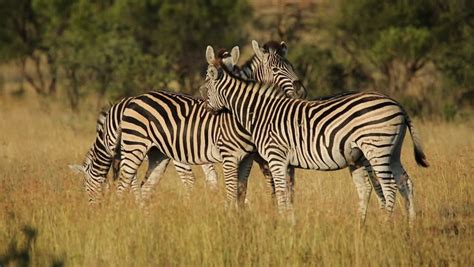 Three plains zebras equus burchelli in natural habitat, south africa. Interacting Plains (burchells) Zebras (equus Stock Footage Video (100% Royalty-free) 9730064 ...