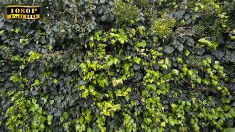 A beautiful display of your images in the sand of the beach. Plants Background | Plant background, Plants, Green ivy