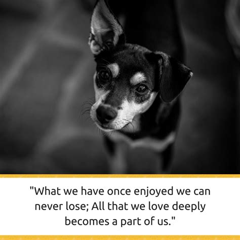 30 Powerful Quotes About Losing A Dog And Dealing With Grief Puppy Leaks