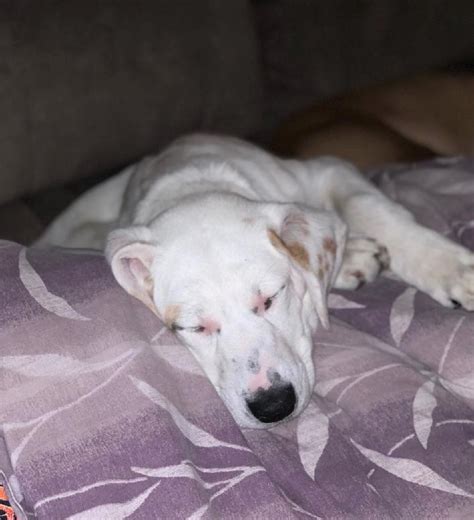 Chicagoland dog rescue (cdr) brought a few people together who had been doing rescue work on their own. Meet Snow-adoption pending - Chicagoland Dog Rescue