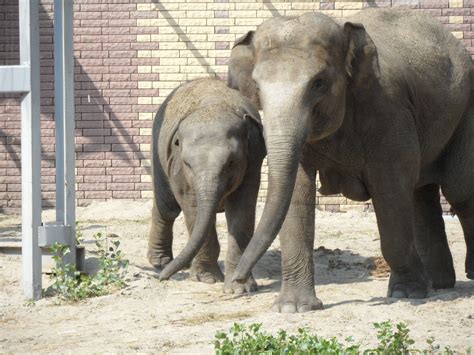 Asian Elephants Mother And Calf Zoochat