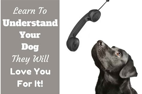 Understanding Your Dog The Most Valuable Thing You Can Learn To Do