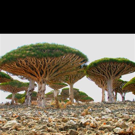 As its name suggests, the madagascar dragon tree is indeed a native of madagascar, making it best suited as an indoor plant in north america. Dragon Tree of Madagascar. | God's Beautiful Earth | Pinterest