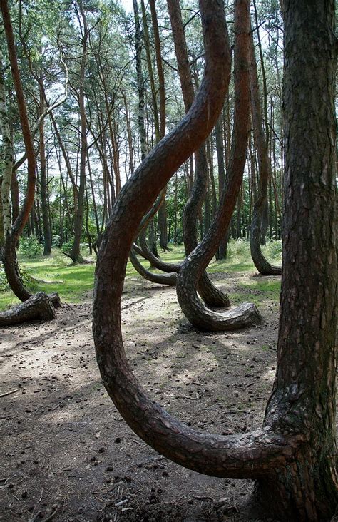 1366x768px Free Download Hd Wallpaper Crooked Forest Krzywy Las