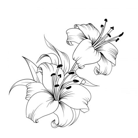 The Blooming Lily Flower Sketches Lilies Drawing Lily Flower Tattoos