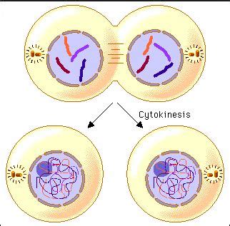 In prometaphase, the spindle fibers (formed by bundles of microtubules) attach to the kinetochore at the center of each chromosome in preparation to separate the sister chromatids. Cytokinesis |Genetic Engineering Info