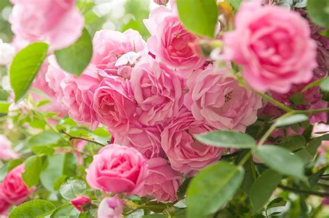 Some rose species, such as rosa moyesii and r. What Roses Grow In Zone 9 - Selecting Rose Bushes For Zone ...