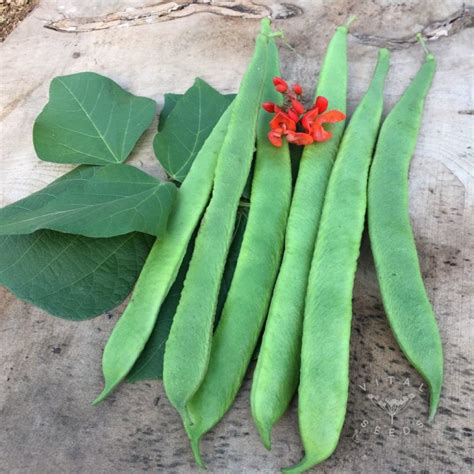 Runner Bean Scarlet Emperor Organic Vital Seeds