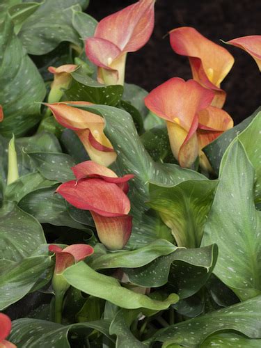 How To Plant Calla Lilies Harts Nursery