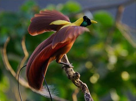 It is definitely not a flower that can sneak by unnoticed. 극락조(極樂鳥, Birds of paradise)의 종류 : 네이버 블로그