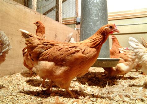 Chickens Lay Eggs Containing Cancer Fighting Treatments Research Says