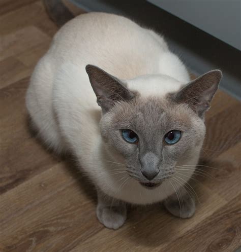 Siamese Cats A Guide To Caring For Siamese Cats