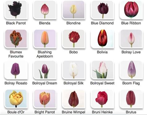 34 Best Flowers Same Flower Different Colors Images On