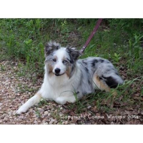 Dog conformation handling / show ring practice. Rocky Top Hearts, Australian Shepherd Dog Breeder in ...
