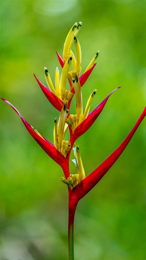 Wallpaper For 5 Inch Screen Android Phones With Heliconia