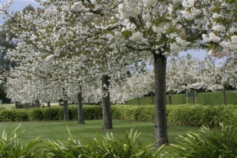 Prunus Mount Fuji Upright Cherry 150l Hello Hello Plants