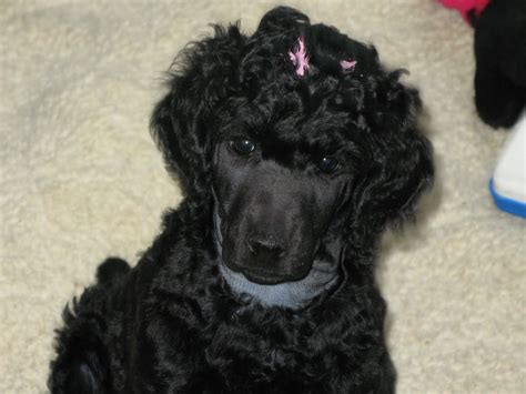 Miniature poodle temperament, personality, training, behavior, pros and cons, advice, and information, by michele welton, dog. Shaved puppy faces. - Page 4 - Poodle Forum - Standard Poodle, Toy Poodle, Miniature Poodle ...