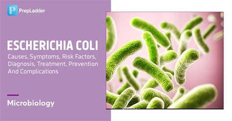 Escherichia Coli Causes Symptoms Risk Factors Diagnosis Treatment