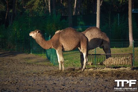 Het vakantiepark biedt een unieke kampeervakantie in nederland voor jong en oud. Fotoalbum: Safaripark Beekse Bergen - januari 2020 ...