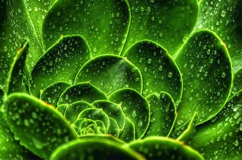 35 Breathtaking Examples Of Patterns In Nature Designdaily Patterns