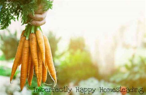 Scrub carrots and cut into pieces. How to Preserve Carrots from Your Garden or Store