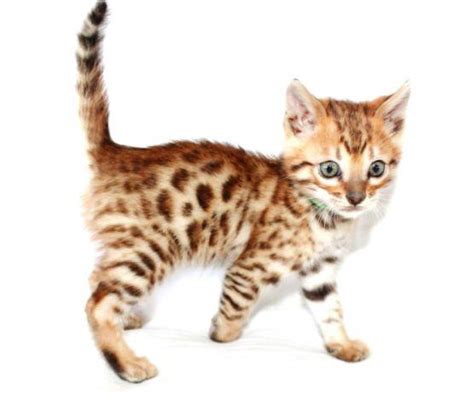 All our bengal kittens that we have for sale are tica registered and come with complete 4 generation pedigree with the best imported american bloodlines one of the great bonuses that you are not likely to find anywhere else is that before we place our bengal kittens for sale, we take our time to. Christmas Bengal Kittens! for Sale in Albany, Oregon ...